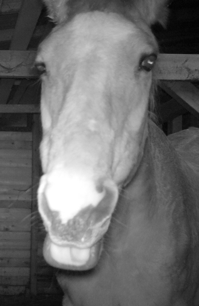 Miranda 15.03.2019 a.jpg