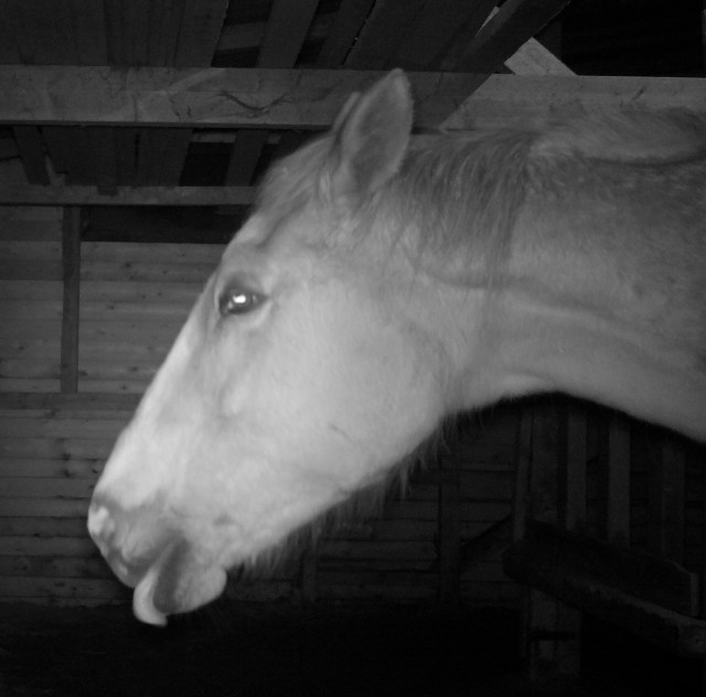 Miranda 15.03.2019 b.jpg