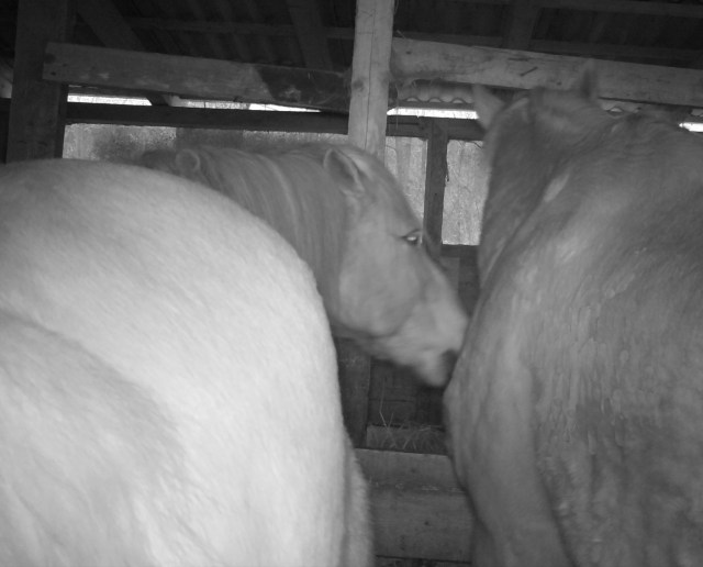 Pferde 13.03.2019 h.jpg