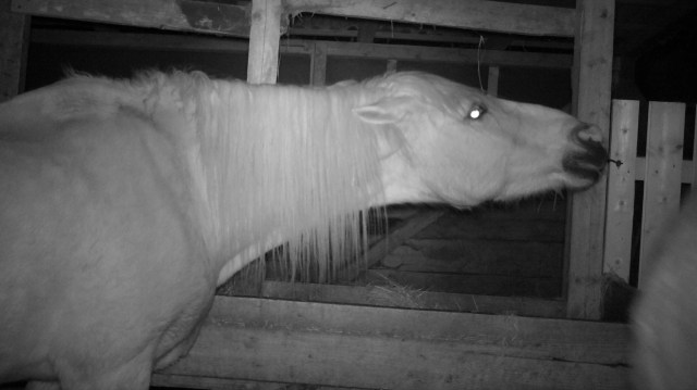 Pferde 13.03.2019 j.jpg