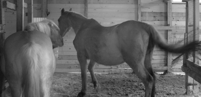 Pferde 14.03.2019 e.jpg