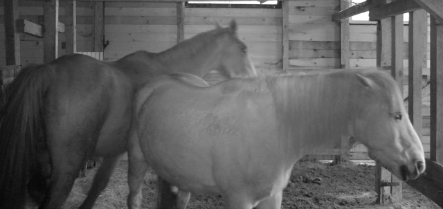 Pferde 14.03.2019 l.jpg