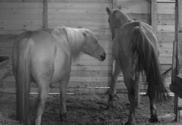 Pferde 14.03.2019 m.jpg