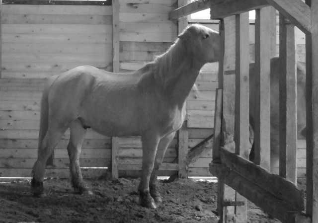 Pferde 14.03.2019 n.jpg