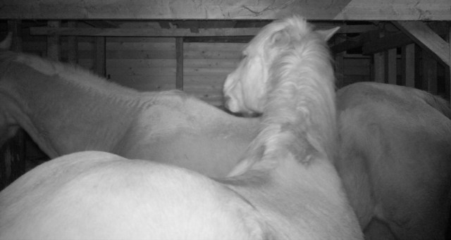 Pferde 14.03.2019 r.jpg