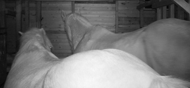 Pferde 14.03.2019 v.jpg