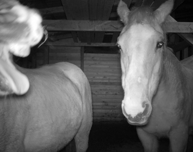 Pferde 15.03.2019 h.jpg