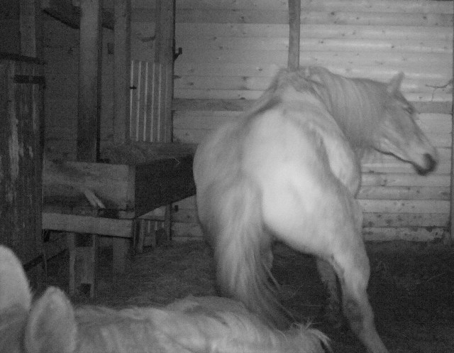 Pferde 16.03.2019 c.jpg