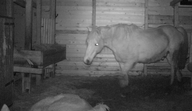 Pferde 16.03.2019 d.jpg