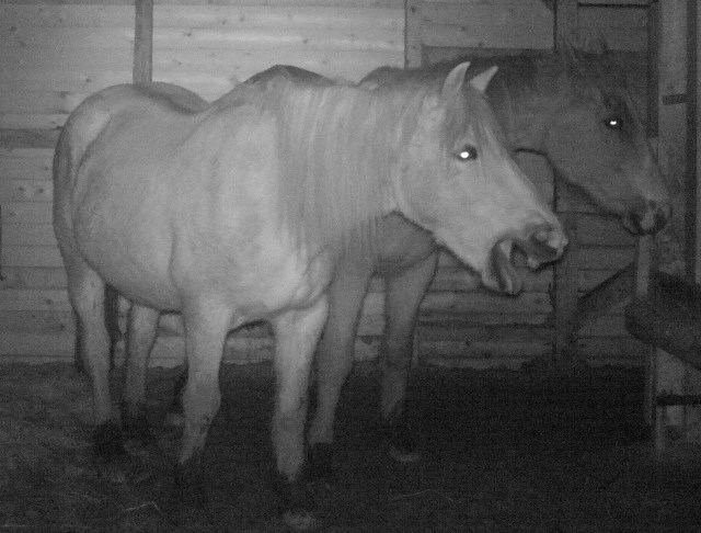 Pferde 18.03.2019 g.jpg