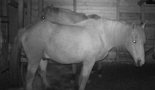 Pferde 18.03.2019 k.jpg