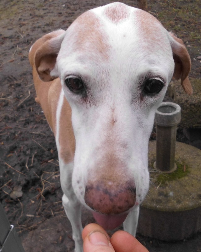 Chica 21.03.2019 b.jpg