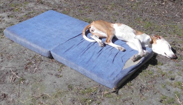 Chica 23.04.2019.jpg