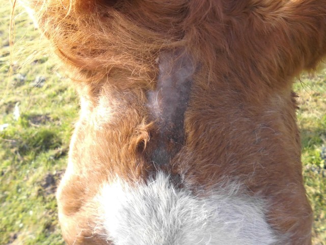 Miranda Kopfverletzung 06.04.2019 b.jpg