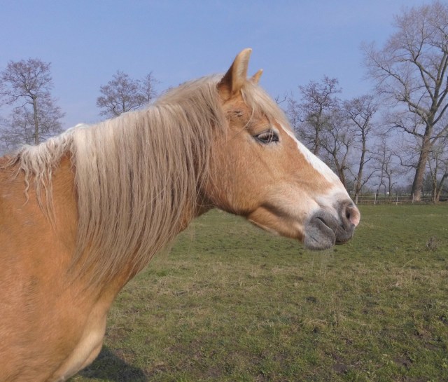 Nielsson 06.04.2019 k.jpg