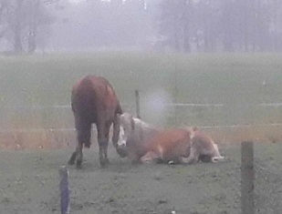 Pferde 22.03.2019 b.jpg