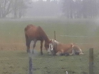 Pferde 22.03.2019 d.jpg