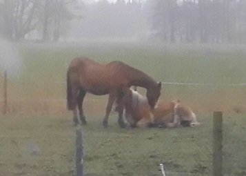 Pferde 22.03.2019 g.jpg