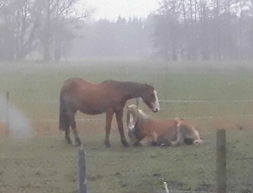 Pferde 22.03.2019 h.jpg