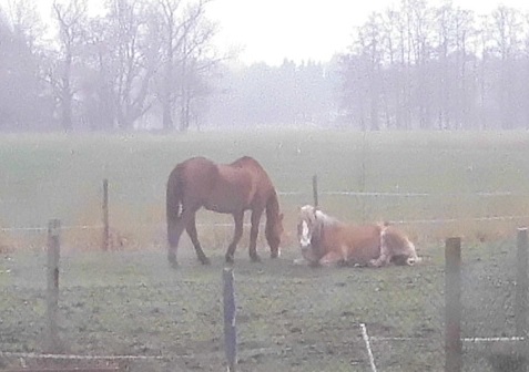 Pferde 22.03.2019 l.jpg