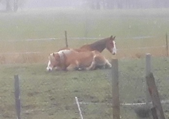 Pferde 22.03.2019 o.jpg