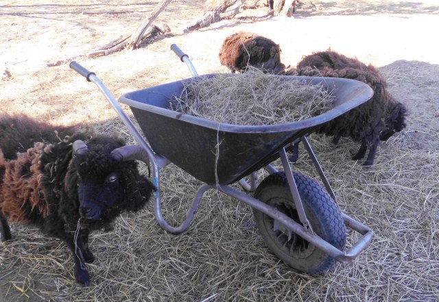 Schafe 22.04.2019.jpg