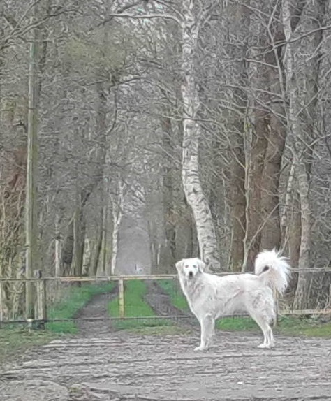 Wachhund 07.04.2019 k.jpg