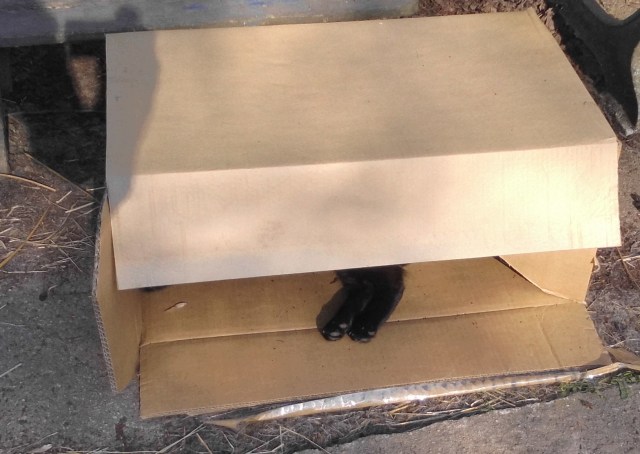 Baghira im Karton 21.04.2019.jpg