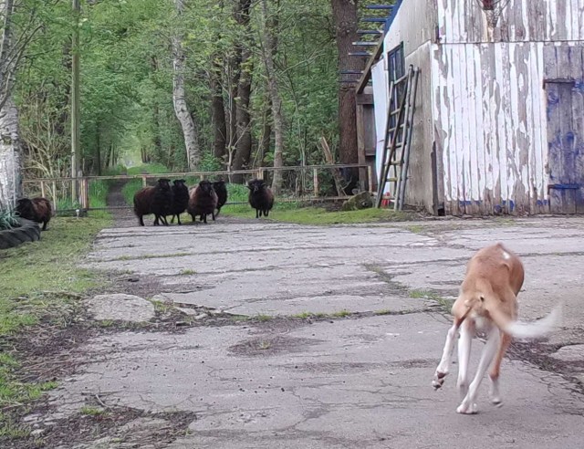 Chica und Schafe 09.05.2019 a.jpg