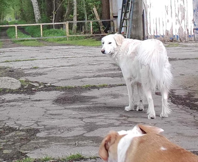 Giada Chica 09.05.2019.jpg