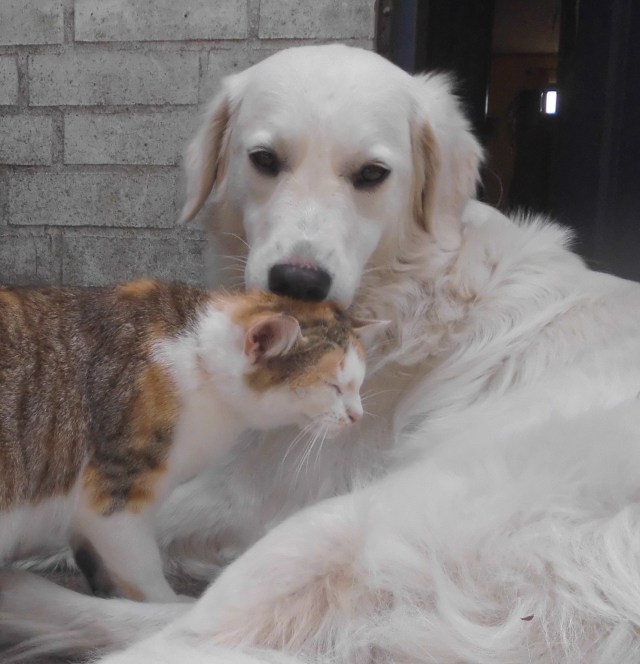 Goldie und Giada.jpg