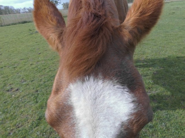 Kopfverletzung 03.05.2019 a.jpg