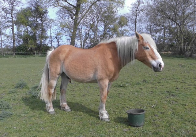 Nielsson 03.05.2019 f.jpg