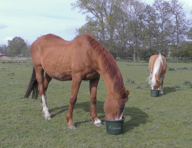 Pferde 03.05.2019 b.jpg