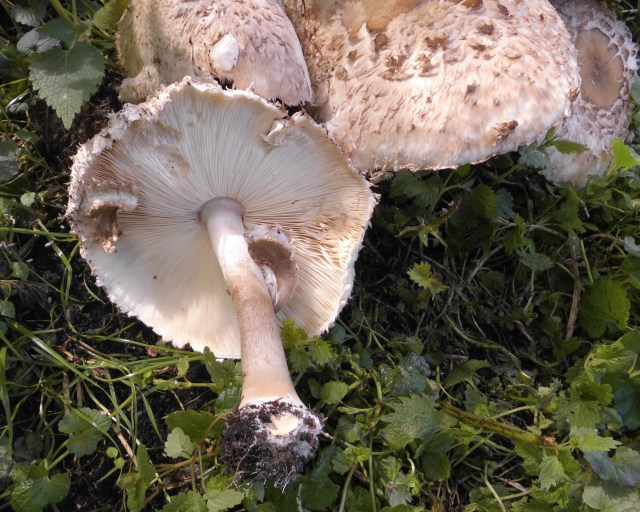 Pilz 27.05.2019 a.jpg