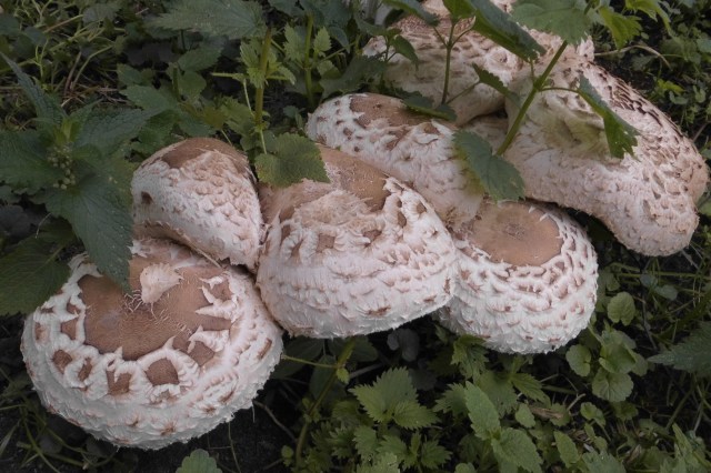 Pilze 25.05.2019 b.jpg