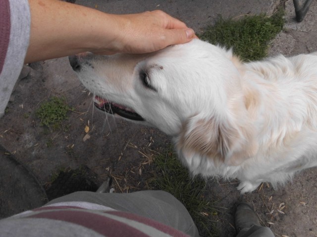 Braver Hund 06.06.2019.jpg