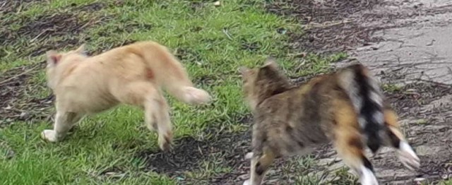 Ginger Moni 09.05.2019.jpg