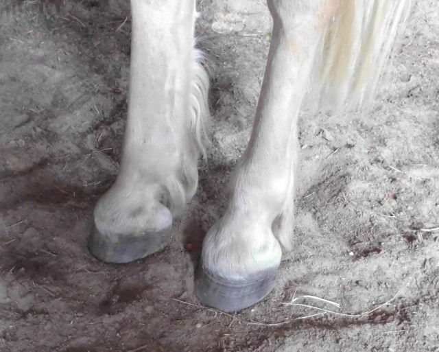 Hufe Nielsson hinten 14.06.2019 a