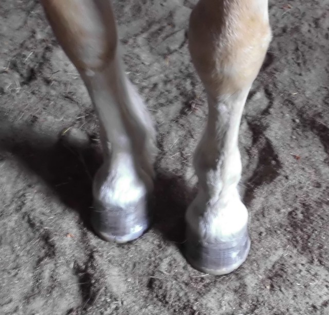 Hufe Nielsson vorn 14.06.2019 a.jpg