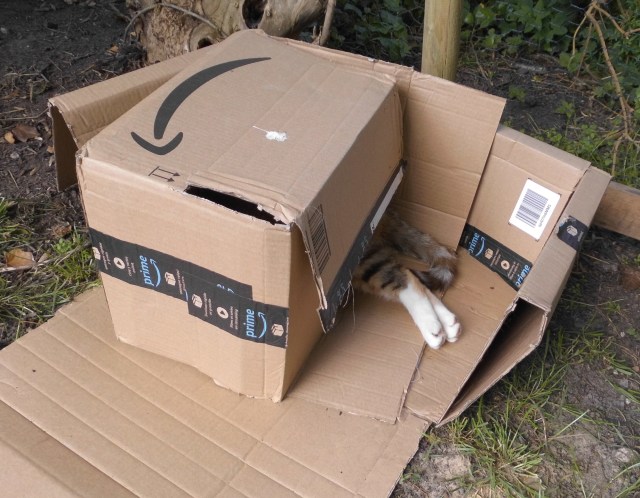 Katze im Karton 18.06.2019 a.jpg