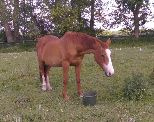 Miranda 27.05.2019 g.jpg