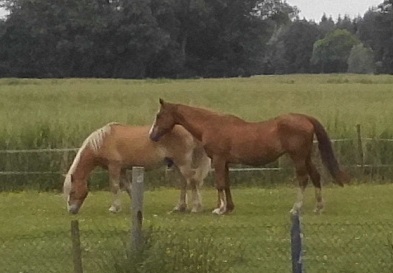 Miranda Nielsson 12.06.2019 b