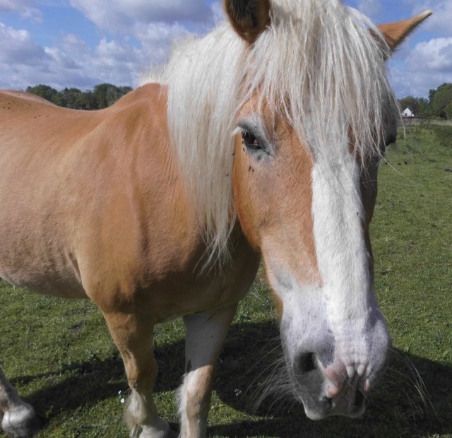 Nielsson 27.05.2019 c.jpg