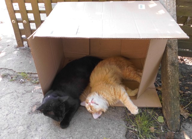 Pappkarton 19.06.2019 a