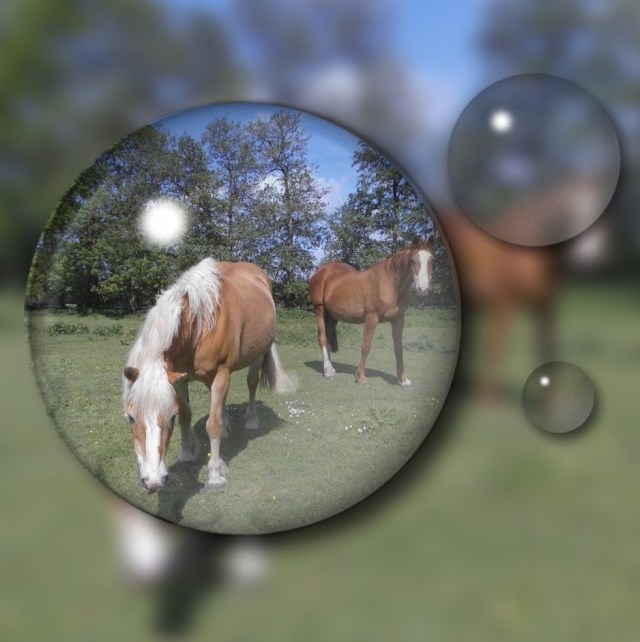 Pferde Bubbels