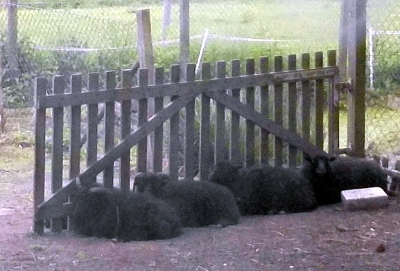 Schafe in einer Reihe.jpg