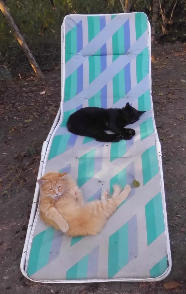 Baghira und Ginger 28.07.2019.jpg