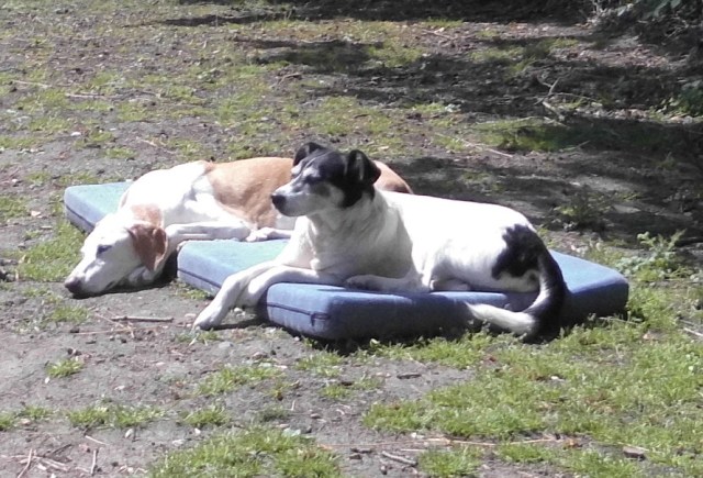 Chica Campa 07.06.2019 b.jpg