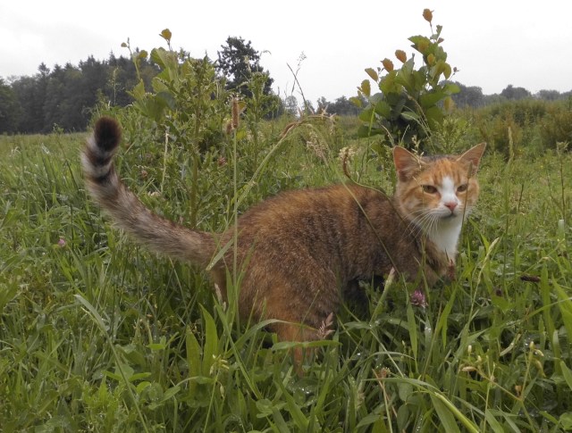 Face Pferdeweide 20.06.2019 a.jpg